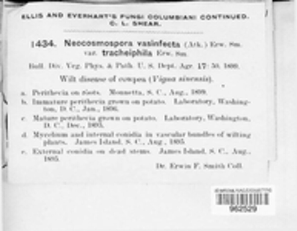 Fusarium neocosmosporiellum image